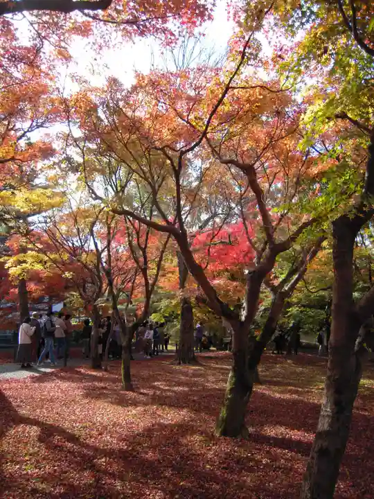 東福禅寺(東福寺)の自然