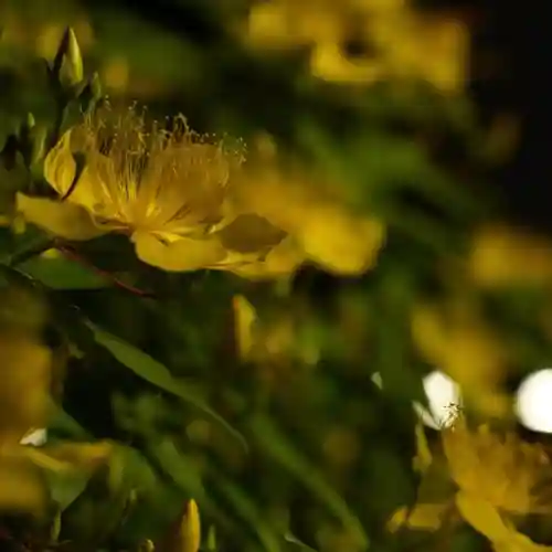 成田山神護寺の自然