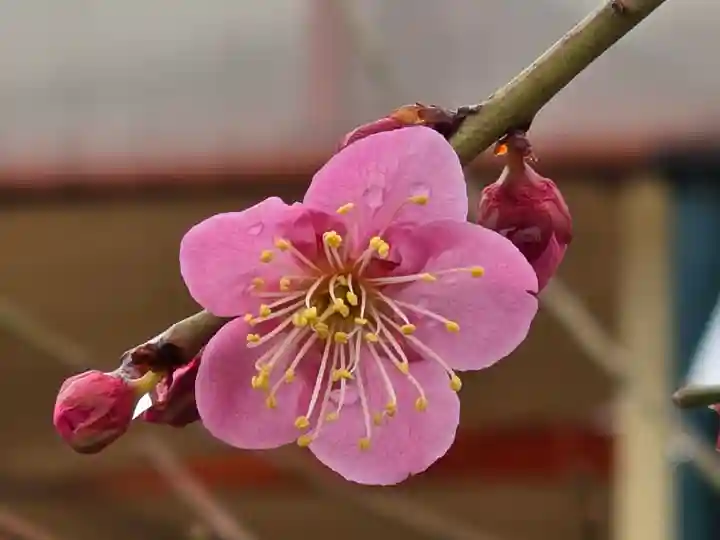 多治速比売神社(大阪府)