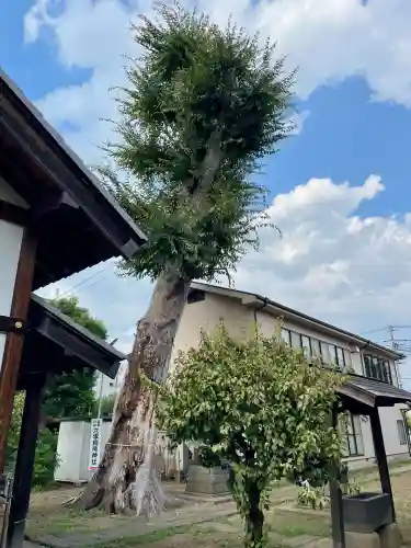 菅原神社(埼玉県)