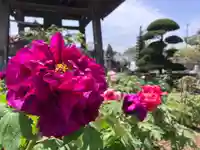 真言宗 善通寺派 薬王寺(香川県)