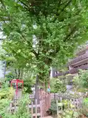 成子天神社の自然