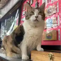 賀茂別雷神社の猫