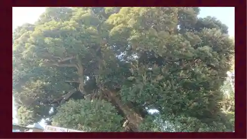 九重神社(埼玉県)
