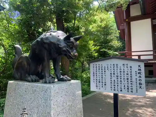 稲毛神社の狛犬