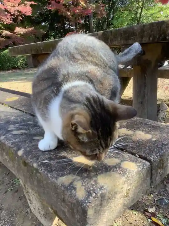 玉野御嶽神社の動物