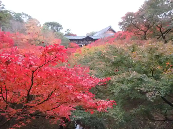 東福禅寺(東福寺)の自然
