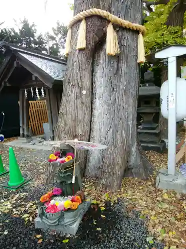 札幌諏訪神社の自然