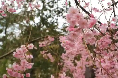 神明社の自然