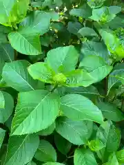 大山祇神社の自然