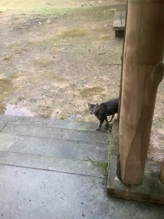 玉野御嶽神社の動物