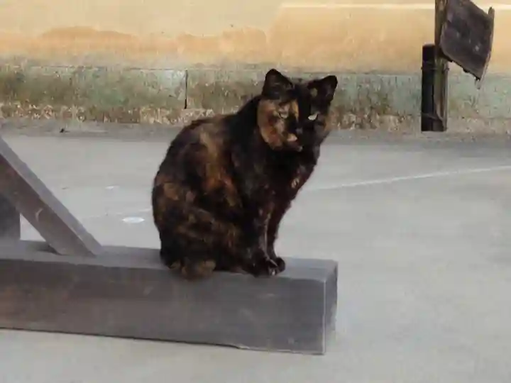 梅宮大社の動物