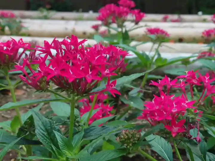 江島神社の自然