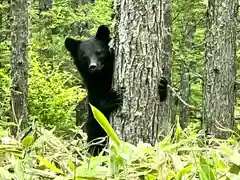 山家神社奥宮の動物