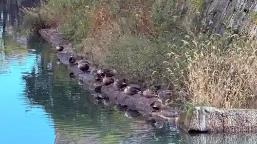 福井神社(福井県)