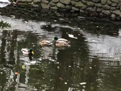 白石神社の動物