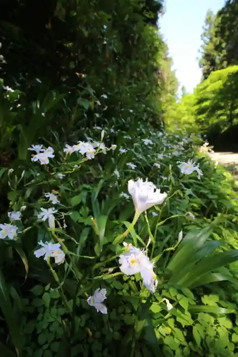 高尾山薬王院の自然