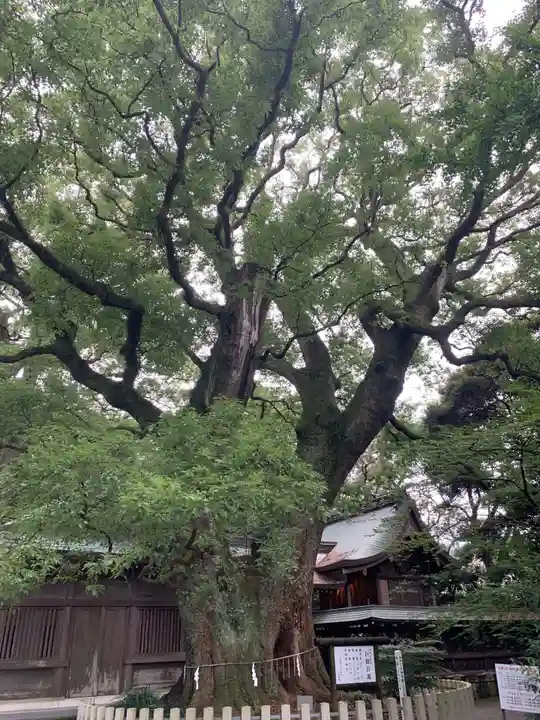 春日神社の自然