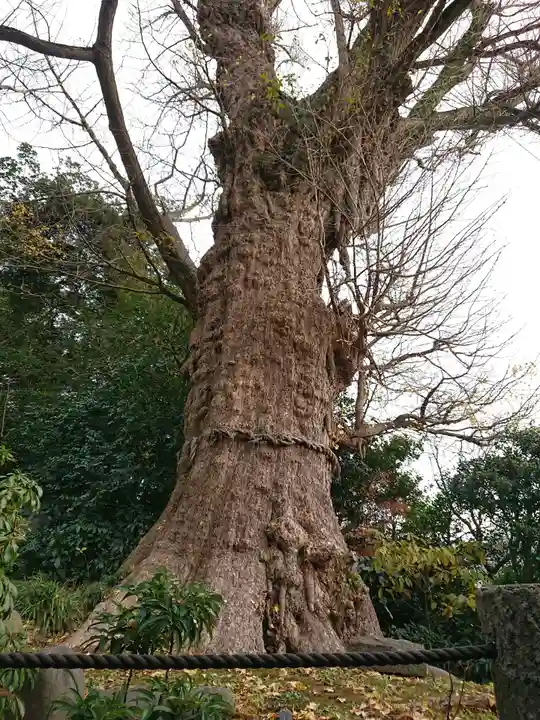 荏柄天神社の自然