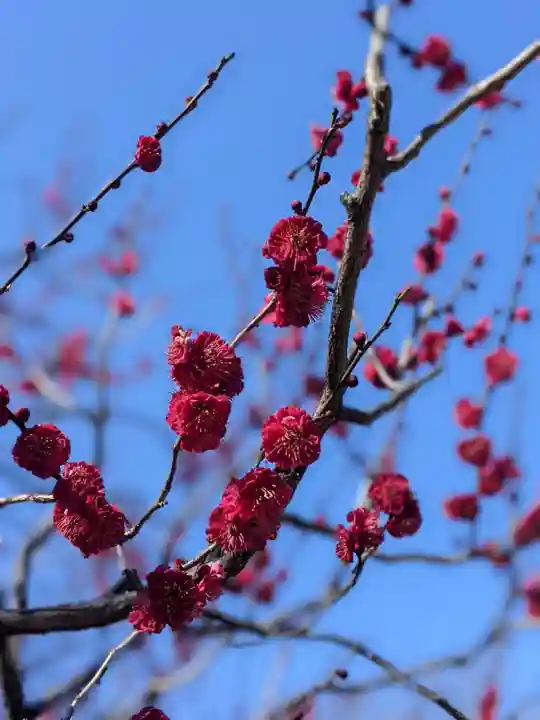 円山随身稲荷大明神の自然