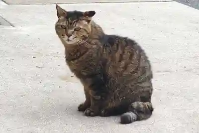 所澤神明社(埼玉県)