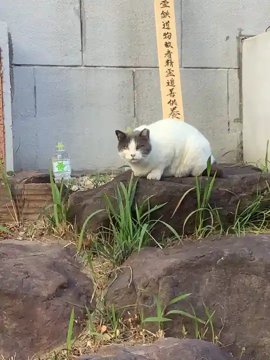 正栄寺の動物