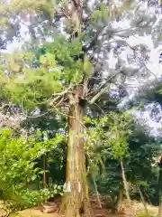 大宮神社の自然