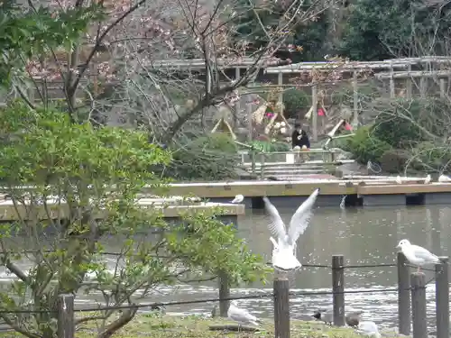 鶴岡八幡宮の動物