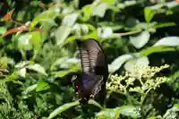 健武山神社の自然