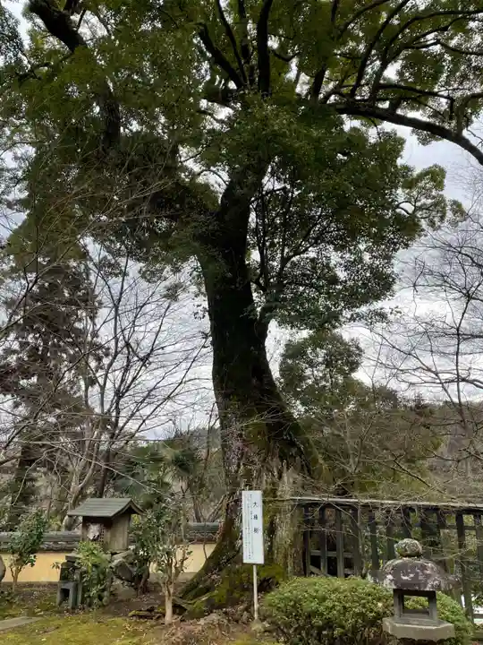十輪寺(京都府)