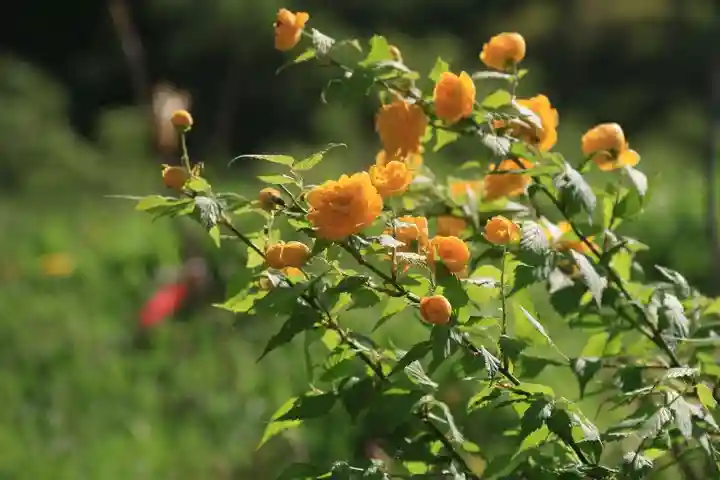 高司神社〜むすびの神の鎮まる社〜の自然