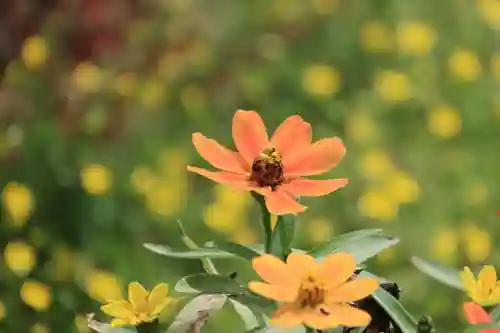 大鏑神社の庭園