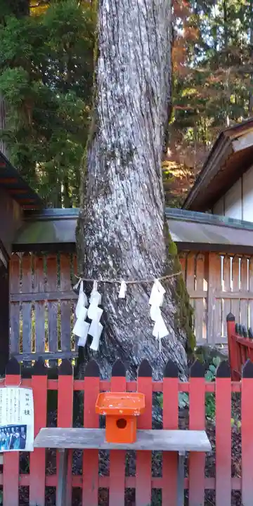 日吉大社の自然