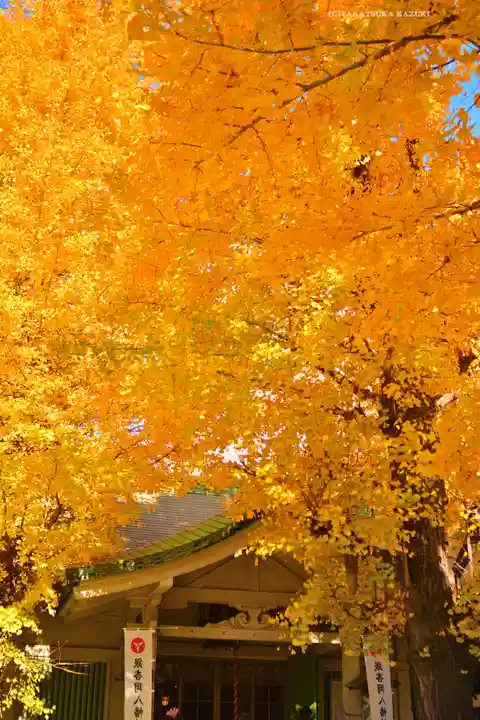 銀杏岡八幡神社(東京都)