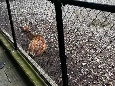彌彦神社(新潟県)