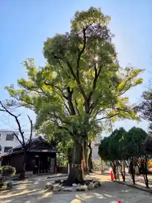 神明社（桜神明社）(愛知県)