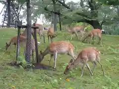 東大寺戒壇院戒壇堂の動物