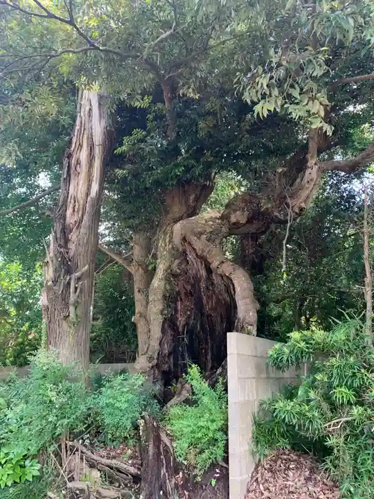 妙蔵寺(千葉県)