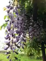 藤島神社(贈正一位新田義貞公之大宮)の自然