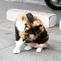 くまくま神社(導きの社 熊野町熊野神社)の動物
