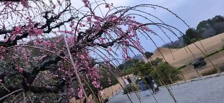 出水神社の自然