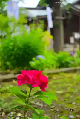 磐井神社(東京都)