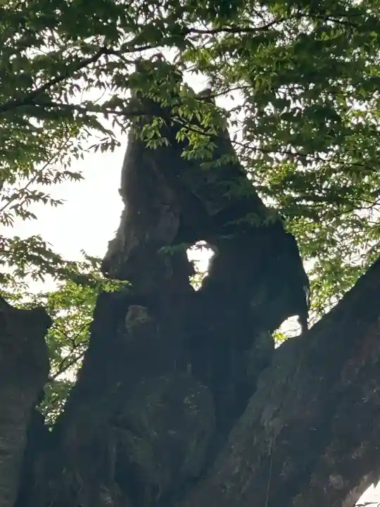 秩父今宮神社の{uncategorized: "未分類", other: "その他", undefined: "問題あり", building: "その他建物", grave: "お墓", sacred_gate: "鳥居", guardian: "狛犬", statue: "像", buddha: "仏像", history: "歴史", nature: "自然", garden: "庭園", animal: "動物", pagoda: "塔", temizu: "手水舎", mountain_gate: "山門・神門", sanctuary: "本殿・本堂", subordinate: "末社・摂社", art: "芸術", scenery: "景色", jizo: "地蔵", ema: "絵馬", goshuin: "御朱印", omikuji: "おみくじ", items: "授与品その他", amulet: "お守り", goshuincho: "御朱印帳", eats: "食事", festival: "お祭り", votive_dance: "神楽", shichigosan: "七五三参", wedding: "結婚式", experience: "体験その他", initially: "初詣", around: "周辺", anti_infection: "感染症対策"}