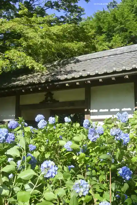 明月院(神奈川県)