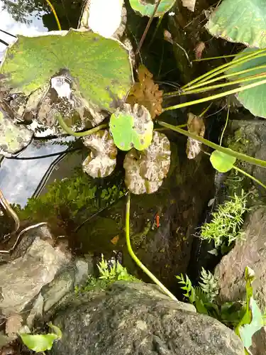 普門院の庭園