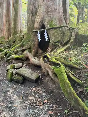 戸隠神社奥社(長野県)