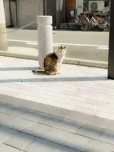 和田神社の動物