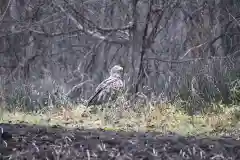 宝光寺の動物