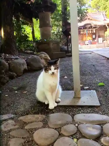 代々木八幡宮の動物