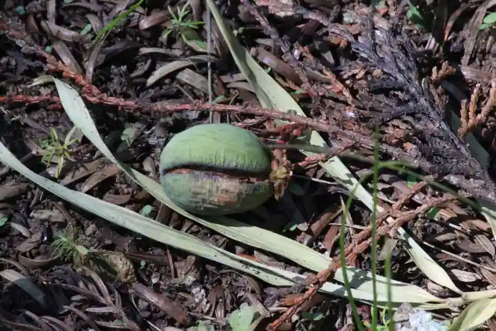 国宝 大法寺の自然